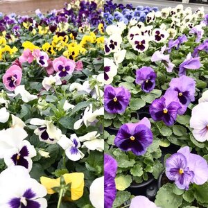 vof Tuincentrum Schoutenbos image 2