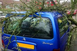 Boom valt op auto in Purmerend