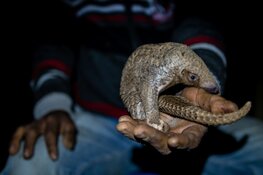 Oproep World Animal Protection: verbied de handel in wilde dieren