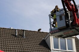 Baasje helpt brandweer met redden kat van dak in Purmerend