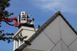 Baasje helpt brandweer met redden kat van dak in Purmerend