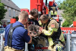 Baasje helpt brandweer met redden kat van dak in Purmerend