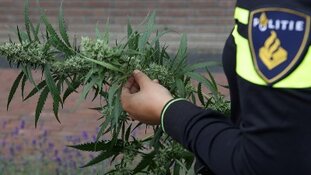 Politie Purmerend ruimt verstopte hennepplantage