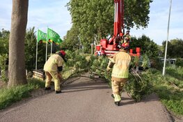Vallende tak verspert weg in Zuidoostbeemster