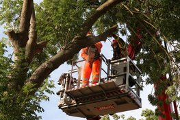 Vallende tak verspert weg in Zuidoostbeemster