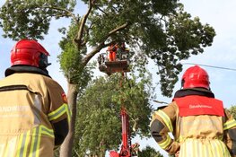 Vallende tak verspert weg in Zuidoostbeemster