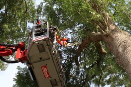 Vallende tak verspert weg in Zuidoostbeemster