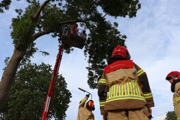 Vallende tak verspert weg in Zuidoostbeemster