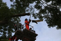 Vallende tak verspert weg in Zuidoostbeemster