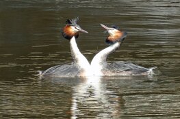 Nieuwe Purmerendse kunstenaars in etalage VVV | Purmerends  Museum