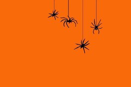Griezelen met spinnen op Halloween in het Purmerends Museum