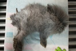 Konijn gedumpt? Eigenaar gezocht!