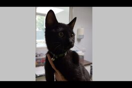 Van wie is deze zwarte kat?