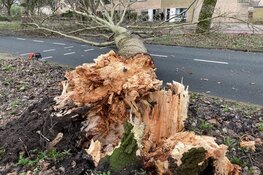 Boom blokkeert rijbaan Burgemeester Kooimanweg