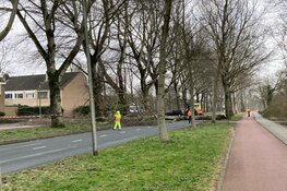 Boom blokkeert rijbaan Burgemeester Kooimanweg