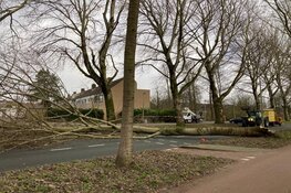 Boom blokkeert rijbaan Burgemeester Kooimanweg