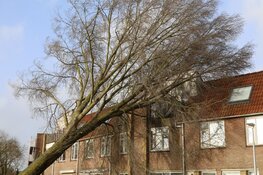 Boom waait tegen woning in Landauerstraat