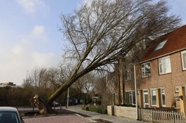 Boom waait tegen woning in Landauerstraat