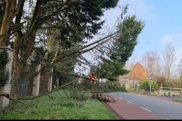 Boom door storm omgewaaid in Purmerland