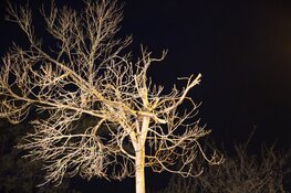 Auto tegen boom gereden in Purmerend, bestuurder aangehouden