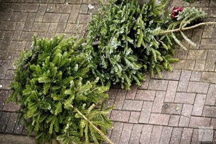 Ophalen van kerstbomen