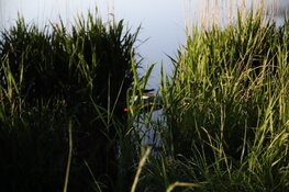 Auto te water in Kwadijk, bestuurder naar ziekenhuis