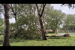 Bomen omgewaaid in Purmerend, bussen kunnen er niet langs