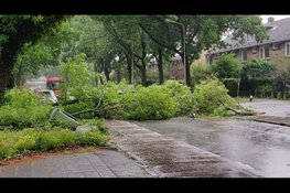 Bomen omgewaaid in Purmerend, bussen kunnen er niet langs