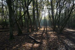 Kom mee met de boswachter van Staatsbosbeheer en maak een wandeling door het Purmerbos.