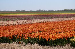 Oppervlakte bloembollen sinds 2013 met ruim een vijfde toegenomen