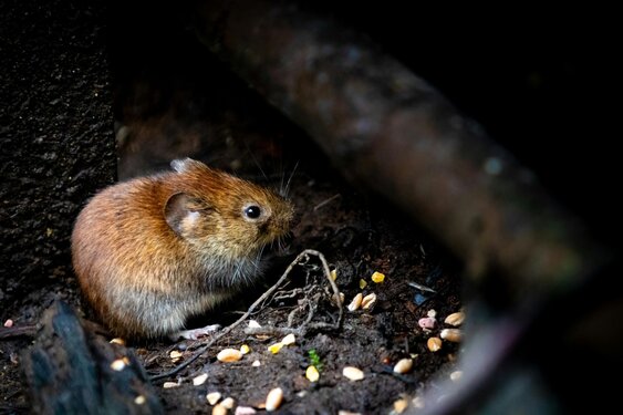 Onderzoek: ratten en muizen zorgen voor meeste overlast in Noord-Holland