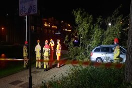 Boom valt op auto in Richard Holstraat in Purmerend