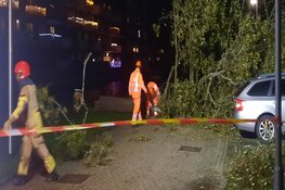 Boom valt op auto in Richard Holstraat in Purmerend
