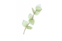 Natuurtekeningen en -miniaturen van Nynke van Zwol te zien bij VVV