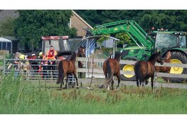 Paard uit water gered in Noordbeemster