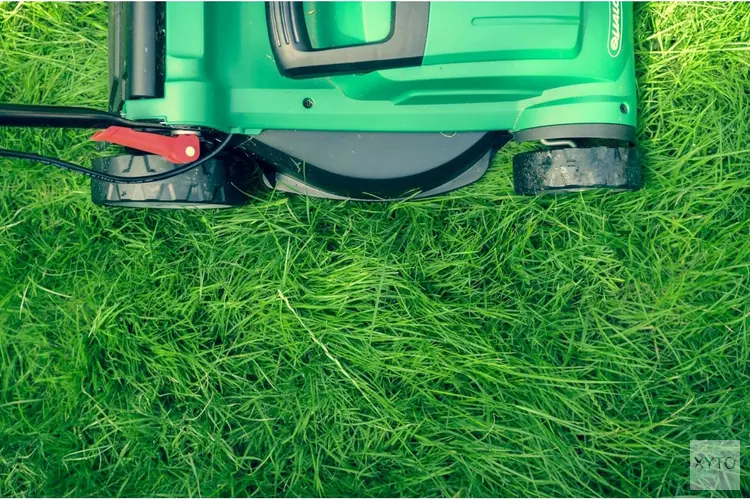Waarom de juiste meststof én kwaliteit graszaad onmisbaar zijn voor een sterk gazon