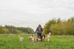 Uitvraag voor hondenuitlaatservices Purmerbos