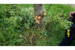 Man botst op boom en wordt aangehouden in Middenbeemster