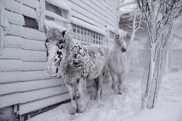 Ed van der Elsken in het Purmerends Museum 3 oktober 2025 tot en met 29 maart 2026