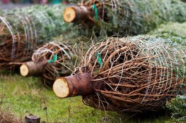 Lever woensdag 7 januari weer kerstbomen in