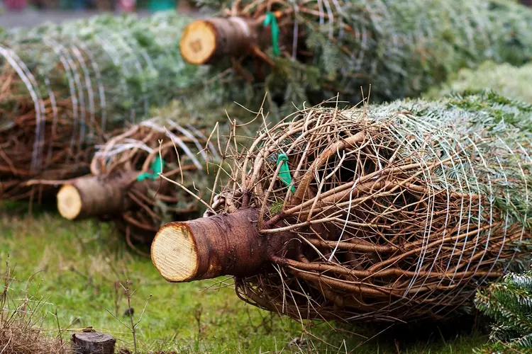 Lever woensdag 7 januari weer kerstbomen in
