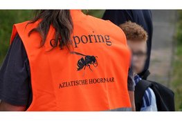 Nest Aziatische Hoornaar aangetroffen in Purmerend