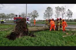 Boom valt op rijdende auto op A7 bij Noordbeemster