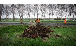 Omgewaaide boom blokkeert A7 bij Middenbeemster