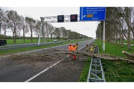 Omgewaaide boom blokkeert A7 bij Middenbeemster