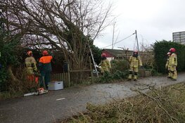 Boom op woonark op Wheredijk