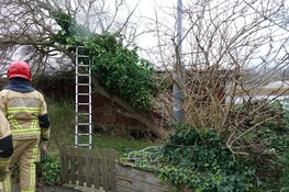 Boom op woonark op Wheredijk