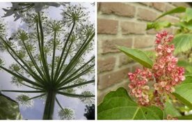 Jacht op reuzenberenklauw en Japanse duizendknoop weer geopend!