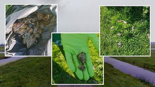 Voorbijganger vindt 39 dode vogels en neemt enige overlevende mee naar huis