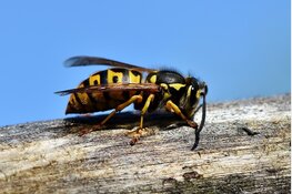 Veel meer wespen deze zomer: dit moet je weten